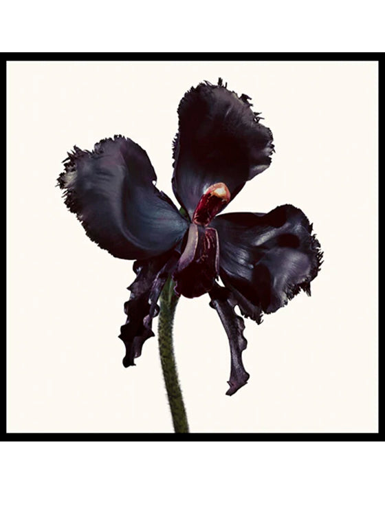 Tom Ford Black Orchid Reserve Parfum 100 ml
