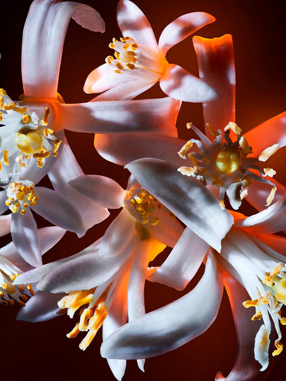 Yves Saint Laurent Libre Flowers & Flames Woman Eau de Parfum 90ml